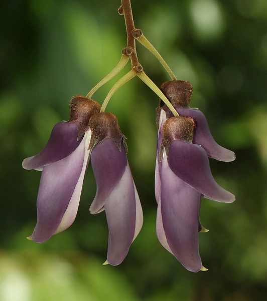 Two-fold Velvet Bean flowers