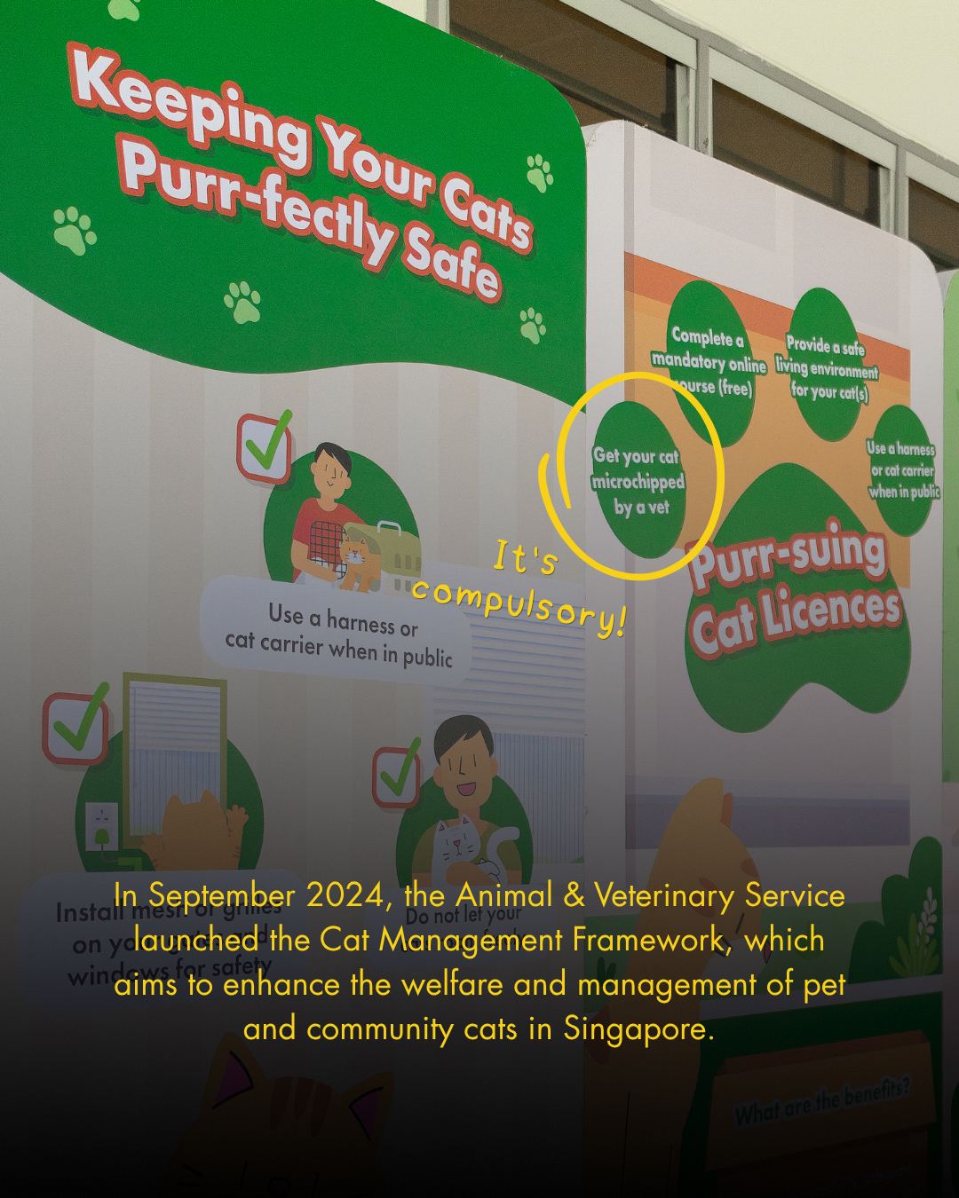 TNRM programme for community cats and sterilization efforts