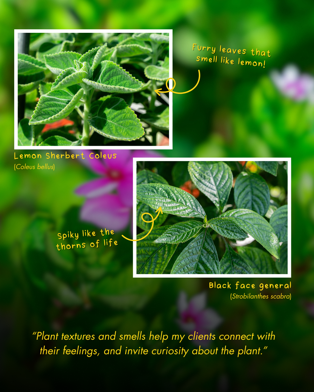 Therapeutic horticulture activities for mental health patients