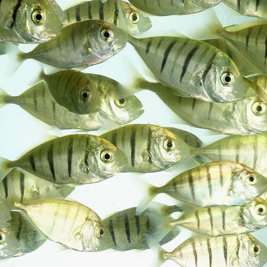 School of fish swimming in clear water