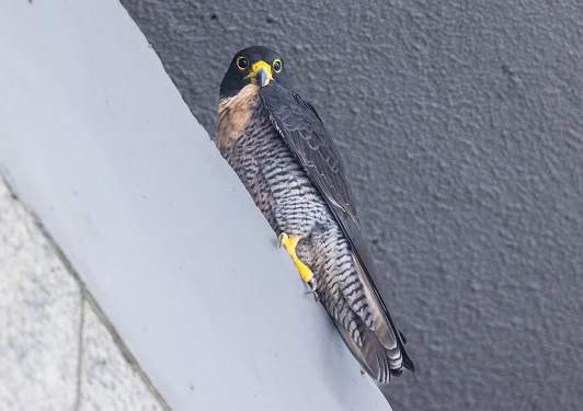 Peregrine Falcon perched on concrete ledge