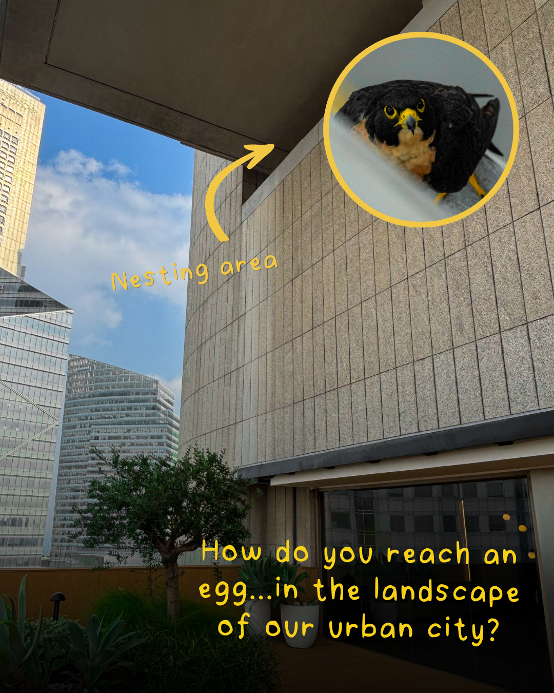 Peregrine Falcon nest discovered high in OCBC Centre building
