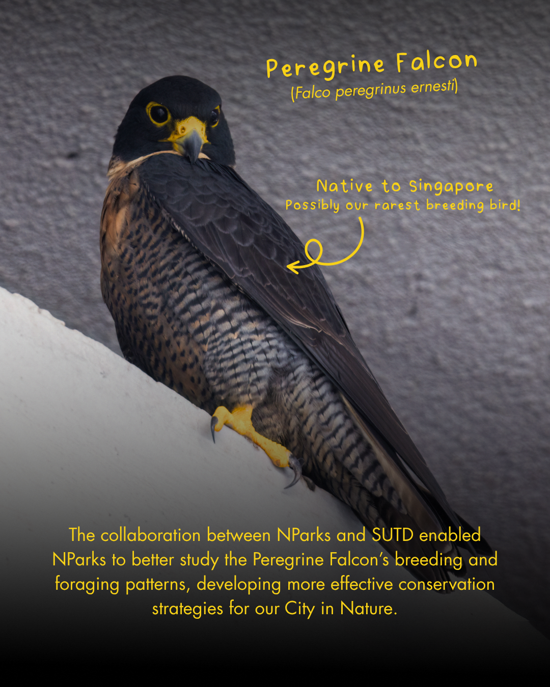 Wildlife monitoring technology and robotics in urban conservation