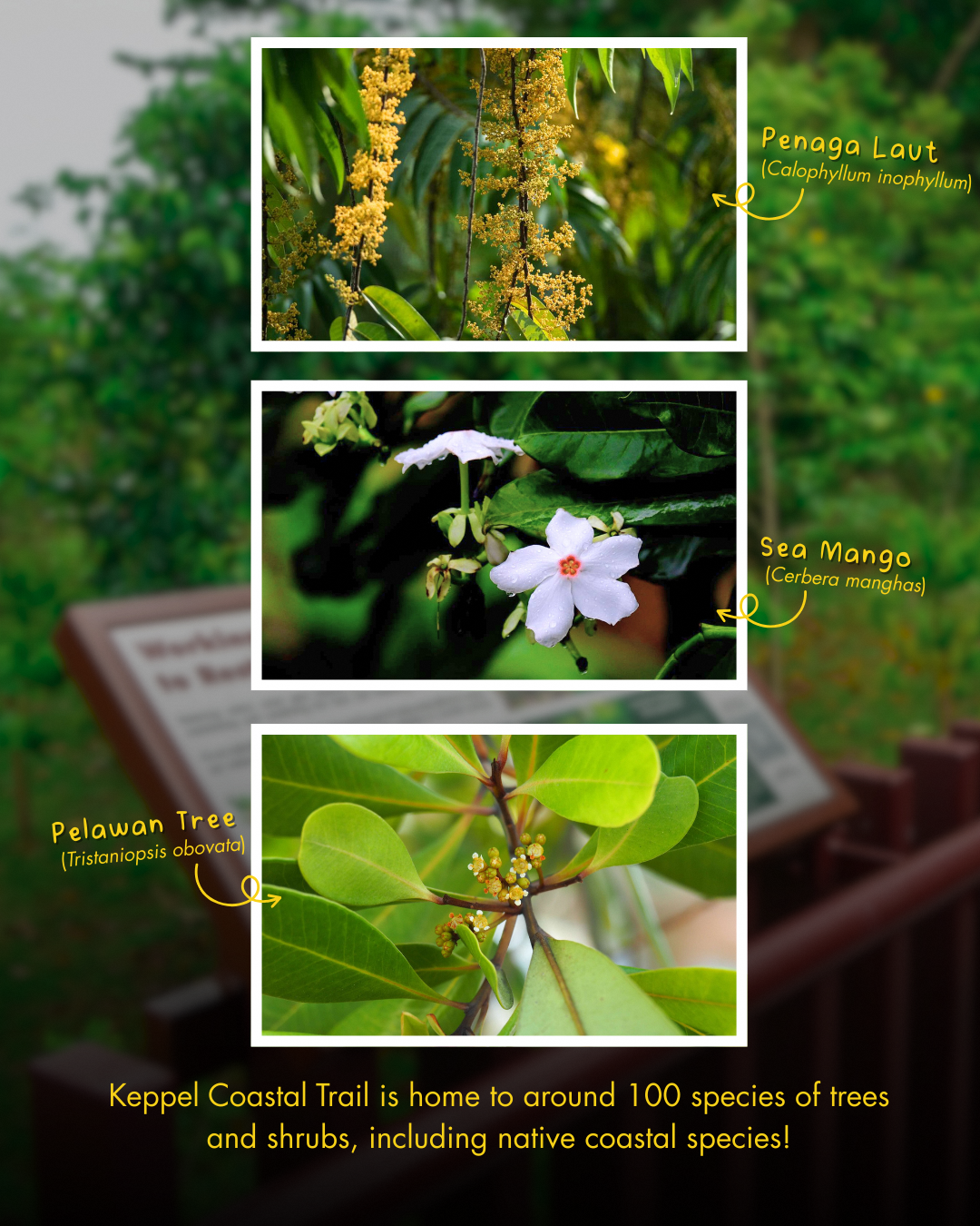 Keppel sustainability initiatives supporting Singapore's greening efforts