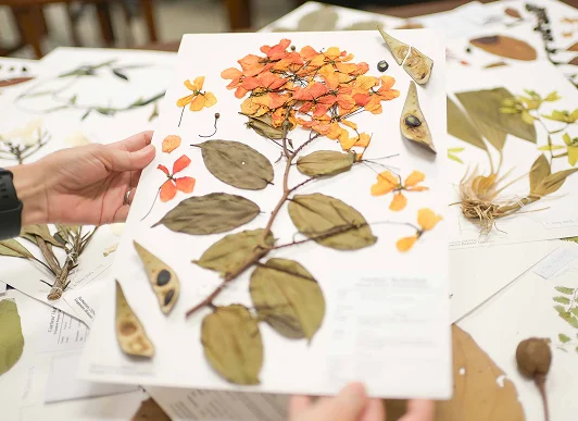 Herbarium specimen digitisation process