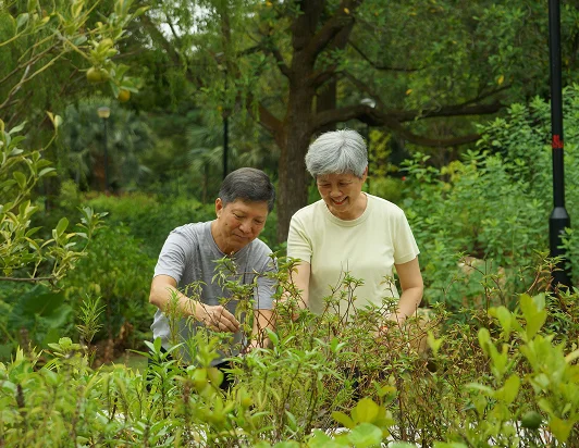 Therapeutic gardens and horticulture