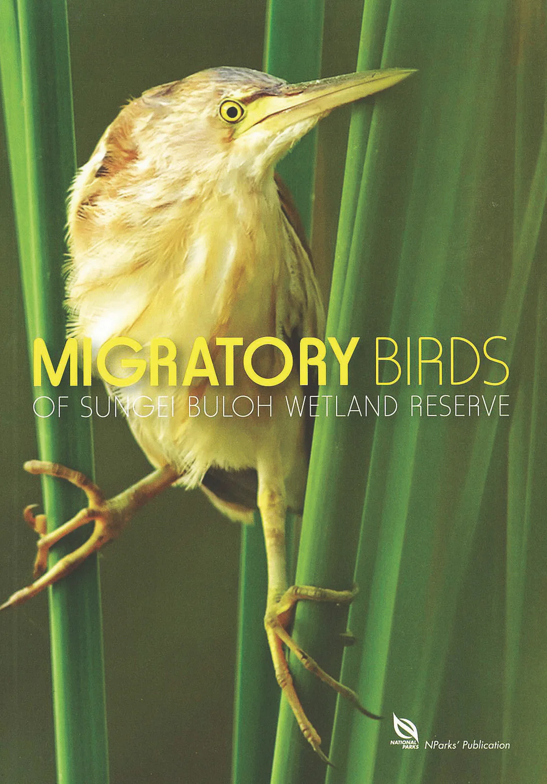 Migratory Birds of Sungei Buloh Wetland Reserve