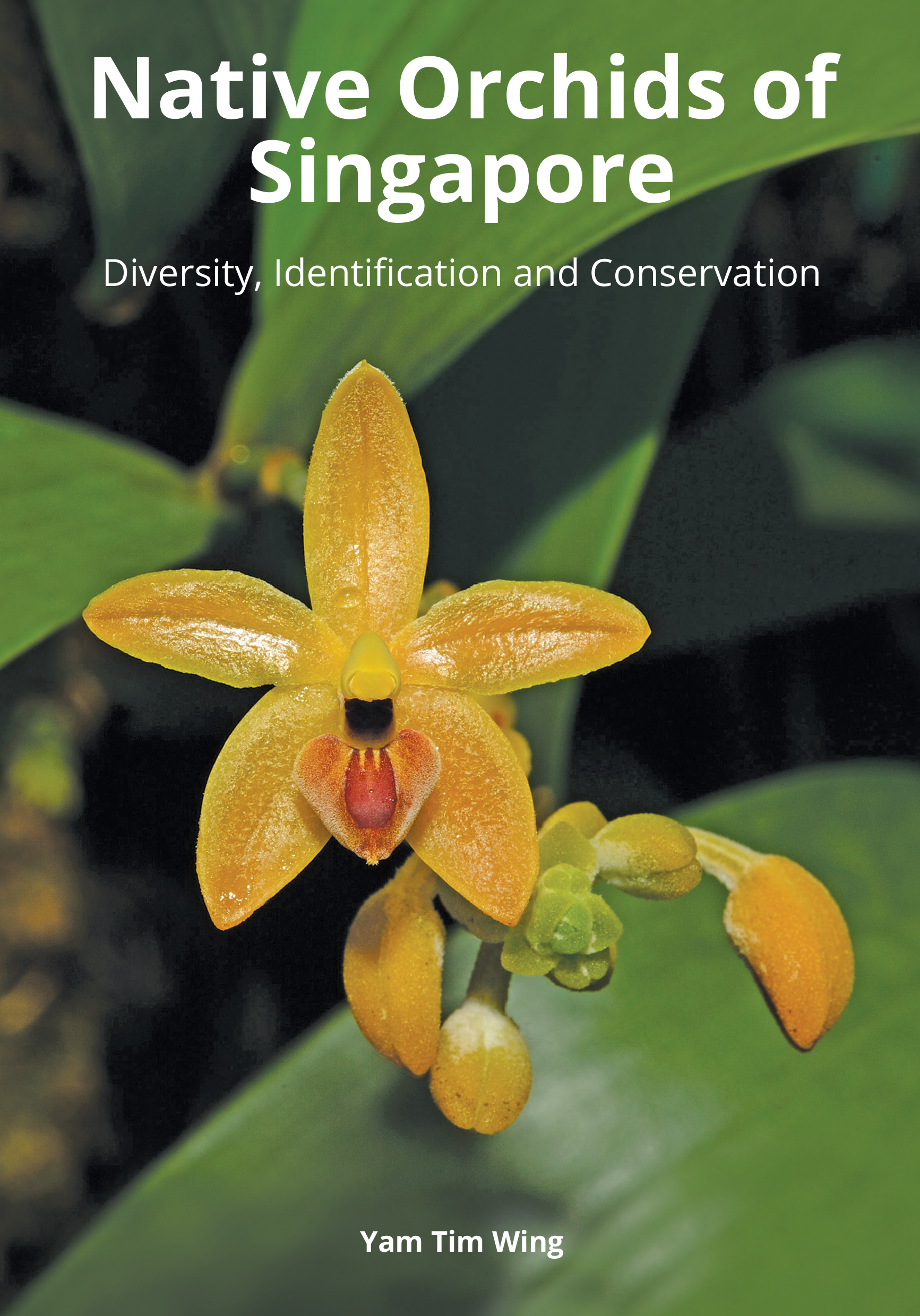 Native Orchids of Singapore: Diversity, Identification and Conservation